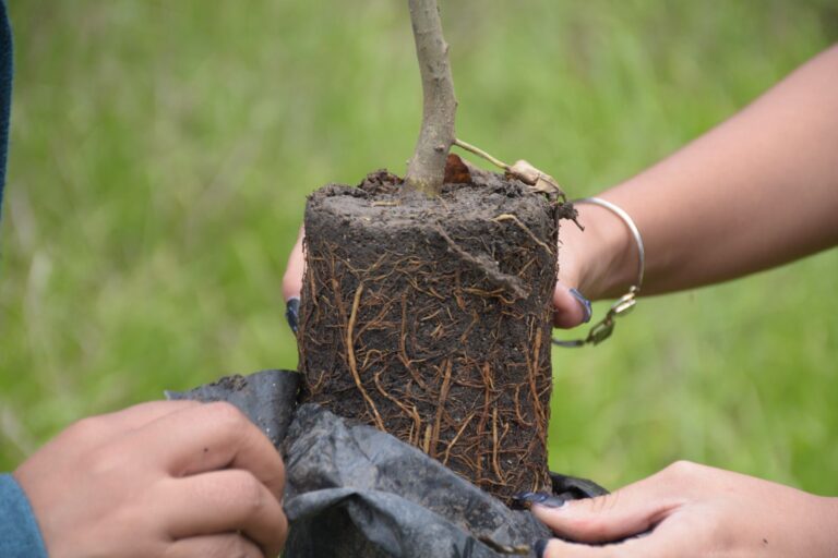 30reforestación-2