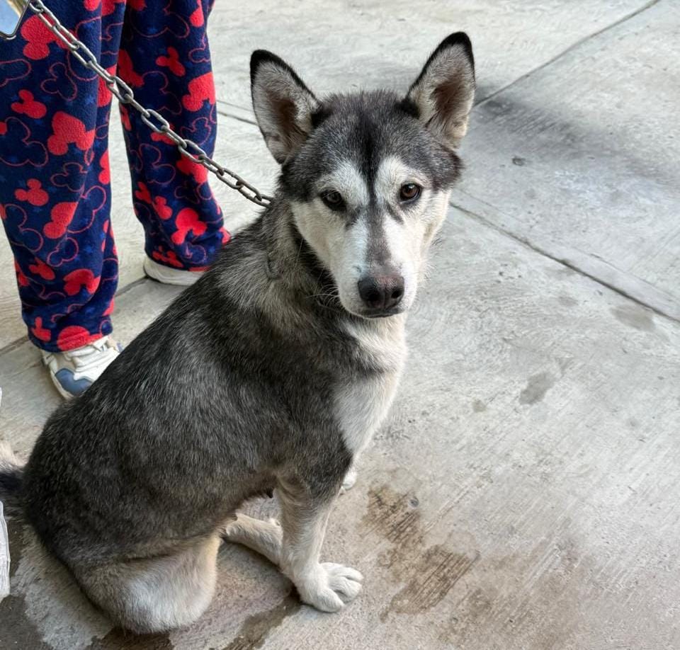 Imagen de WhatsApp 2025-11-15 a las 13.19.48_adb549a9