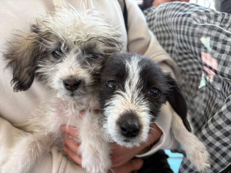 01226a88-b810-474d-9f78-695d1f0a8641