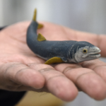 imagen_2026-04-20_022024225